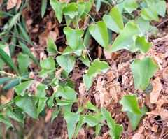 Smilax aspera