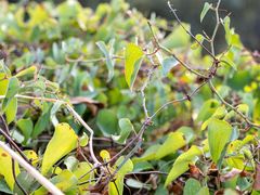 Smilax aspera