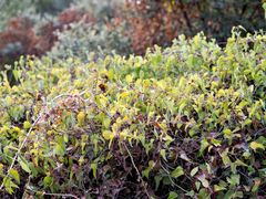 Smilax aspera