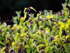 Smilax aspera