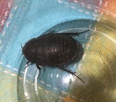 Polyphaga aegyptiaca