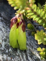 Erica viridiflora