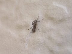 Aedes riparius