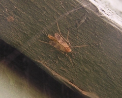 Psectrotanypus dyari