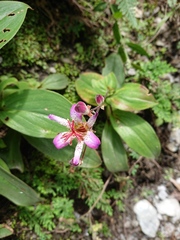 Tricyrtis lasiocarpa