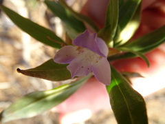 Eremophila freelingii