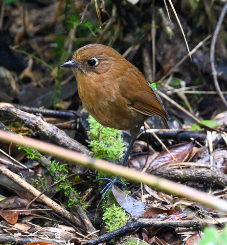 Sierra Nevada Antpitta (Grallaria spatiator)