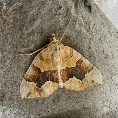 Barred Yellow, Wulkenbank, Leiden, Zuid-Holland, NL, photo 8 of 10