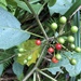 Solanum peikuoense - Photo (c) JODY HSIEH, μερικά δικαιώματα διατηρούνται (CC BY-NC), uploaded by JODY HSIEH