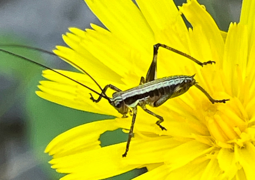 Pyrenean Mountain Bush-cricket