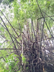 Bambusa stenostachya