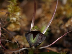 Corybas confusus