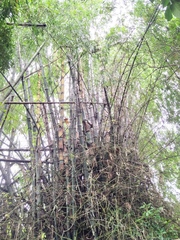 Bambusa stenostachya