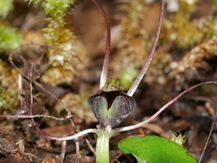 Corybas confusus
