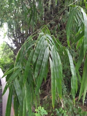 Bambusa stenostachya