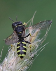 Ectemnius lapidarius