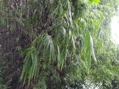 Bambusa stenostachya