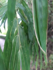 Bambusa stenostachya