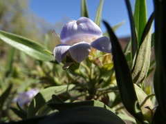 Eremophila freelingii