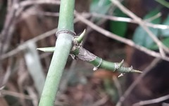 Bambusa stenostachya