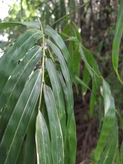 Bambusa stenostachya