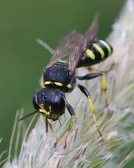 Ectemnius lapidarius