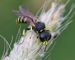 Ectemnius lapidarius