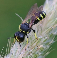 Ectemnius lapidarius