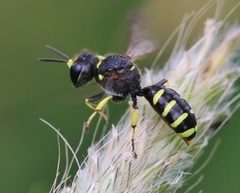 Ectemnius lapidarius