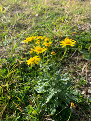 Senecio squalidus rupestris