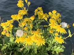 Senecio squalidus rupestris