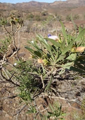 Eremophila freelingii
