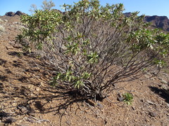 Eremophila freelingii