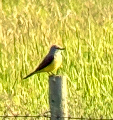 Western Kingbird