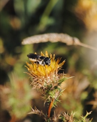 Megachile albisecta