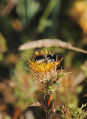 Megachile albisecta