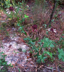 Gaillardia aestivalis winkleri