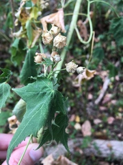 Ripariosida hermaphrodita