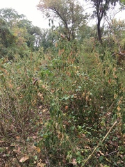 Ripariosida hermaphrodita