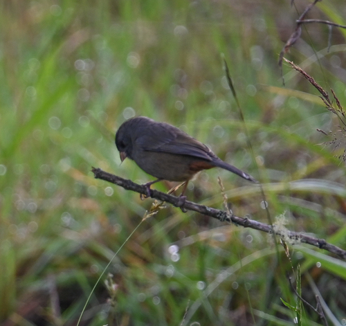 Paramo Seedeater (Catamenia homochroa), photo 6
