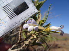 Eremophila freelingii