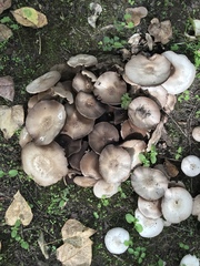 Agaricus