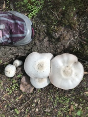 Agaricus