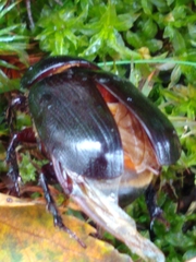 Ligyrus relictus