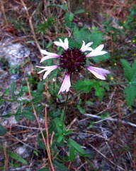Gaillardia aestivalis winkleri