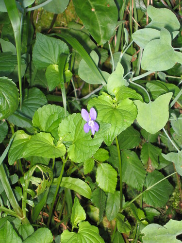 Common dog-violet (Viola riviniana)