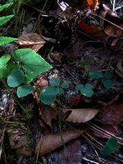 Desmodium lineatum