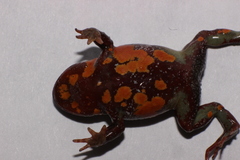 Tolima Andes Frog photo 2