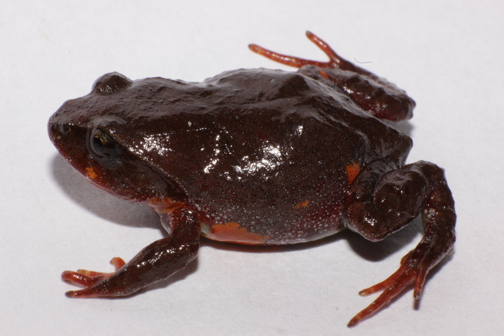Tolima Andes Frog