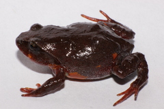Tolima Andes Frog photo 1